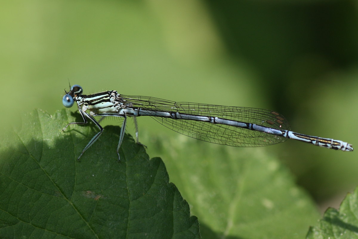 Quattro odonati da identificare